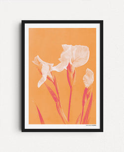 Flowers Frame Orange - White Irises, Ogawa Kazumasa