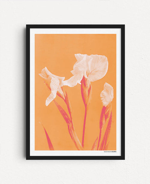 Flowers Frame Orange - White Irises, Ogawa Kazumasa